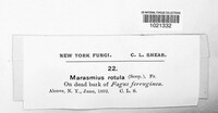 Marasmius rotula image
